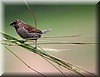 Lonchura punctulata2.jpg