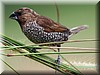 Lonchura punctulata4.jpg
