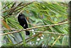 Molothrus aeneus 1.JPG