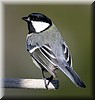 Parus major.JPG