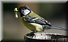 Parus major2.JPG