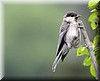 Parus palustris.JPG