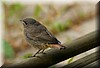 Phoenicurus ochruros juvenil.JPG