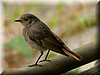 Phoenicurus ochruros.JPG