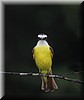 Pitangus sulphuratus 2.JPG