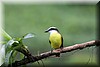 Pitangus sulphuratus 4.JPG