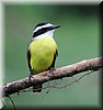 Pitangus sulphuratus.JPG