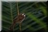 Pycnonotus goiavier3.JPG