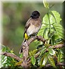 Pyenonotus barbatus.JPG