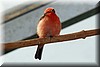 Pyrocephalus rubinus.JPG