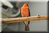 Pyrocephalus rubinus2.JPG