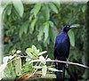 Quiscalus mexicanus 2.JPG
