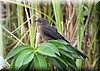 Quiscalus mexicanus 4.JPG