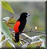 Ramphocelus costaricensis 2.JPG