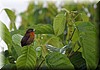 Ramphocelus costaricensis 3.JPG