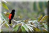 Ramphocelus costaricensis.JPG