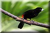 Ramphocelus passerinii 2.JPG