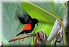 Ramphocelus passerinii 3.JPG