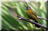Ramphocelus passerinii 5.JPG