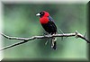 Ramphocelus sanguinolentus 2.JPG