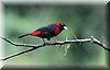 Ramphocelus sanguinolentus.JPG