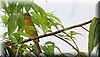 Rhytipterna holerythra 1.JPG