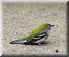 Setophaga pensylvanica 2.JPG