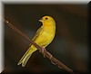 Sicalis flaveola.JPG