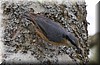 Sitta europaea.JPG