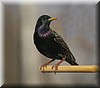 Sturnus vulgaris.JPG