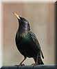 Sturnus vulgaris2.JPG