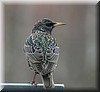 Sturnus vulgaris3.JPG