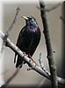Sturnus vulgaris4.JPG