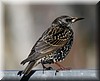 Sturnus vulgaris5.JPG