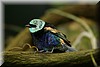Tangara cyanicollis2.JPG