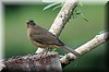 Turdus grayi 2.JPG