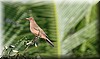 Turdus grayi.JPG