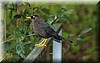 Turdus nigrescens 1.JPG