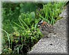 Zonotrichia capensis 1.JPG