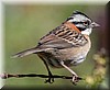 Zonotrichia capensis 3.jpg