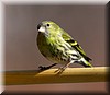 carduelis spinus.JPG