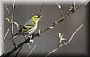 carduelis spinus3.JPG