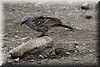 histurgops ruficauda.JPG