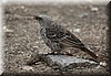 histurgops ruficauda2.JPG