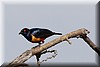 lamprotornis hildebrandti.jpg