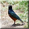 lamprotornis superbus2.JPG
