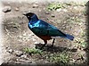 lamprotornis superbus3.JPG