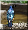 lamprotornis superbus4.JPG