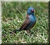 uraeginthus bengalus2.jpg