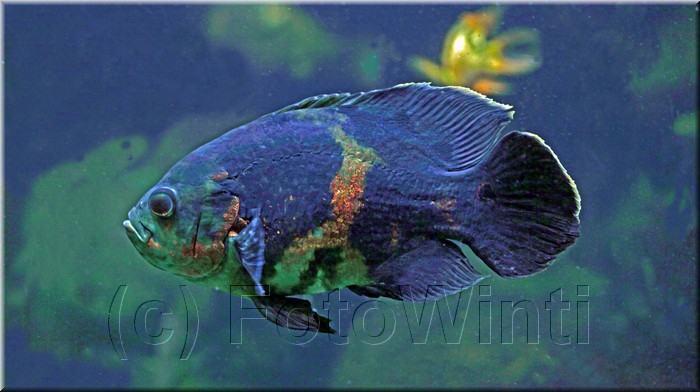 Astronotus Ocellatus.jpg